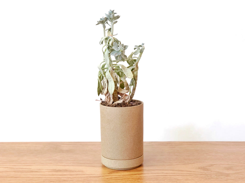 Porcelain Planter